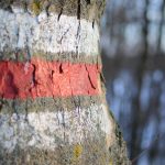 Červená turistická značka na stromě