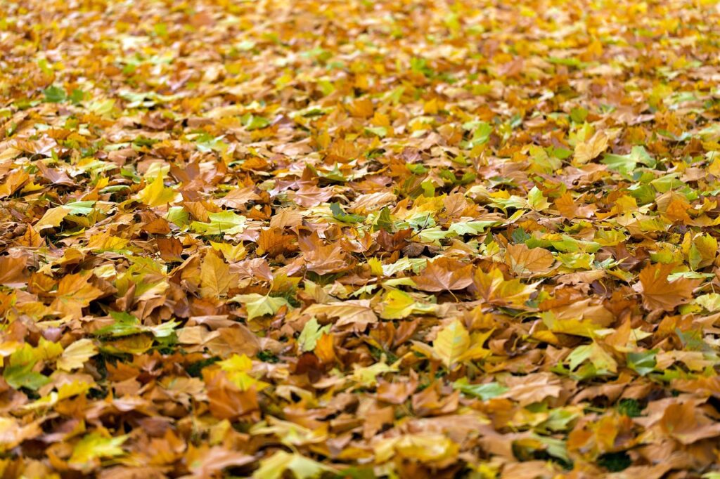 Spadané listí na podzim