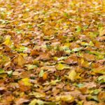Spadané listí na podzim