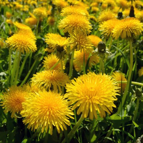 Jak odstranit pampelišku z oblečení: 4 metody odstranění skvrn