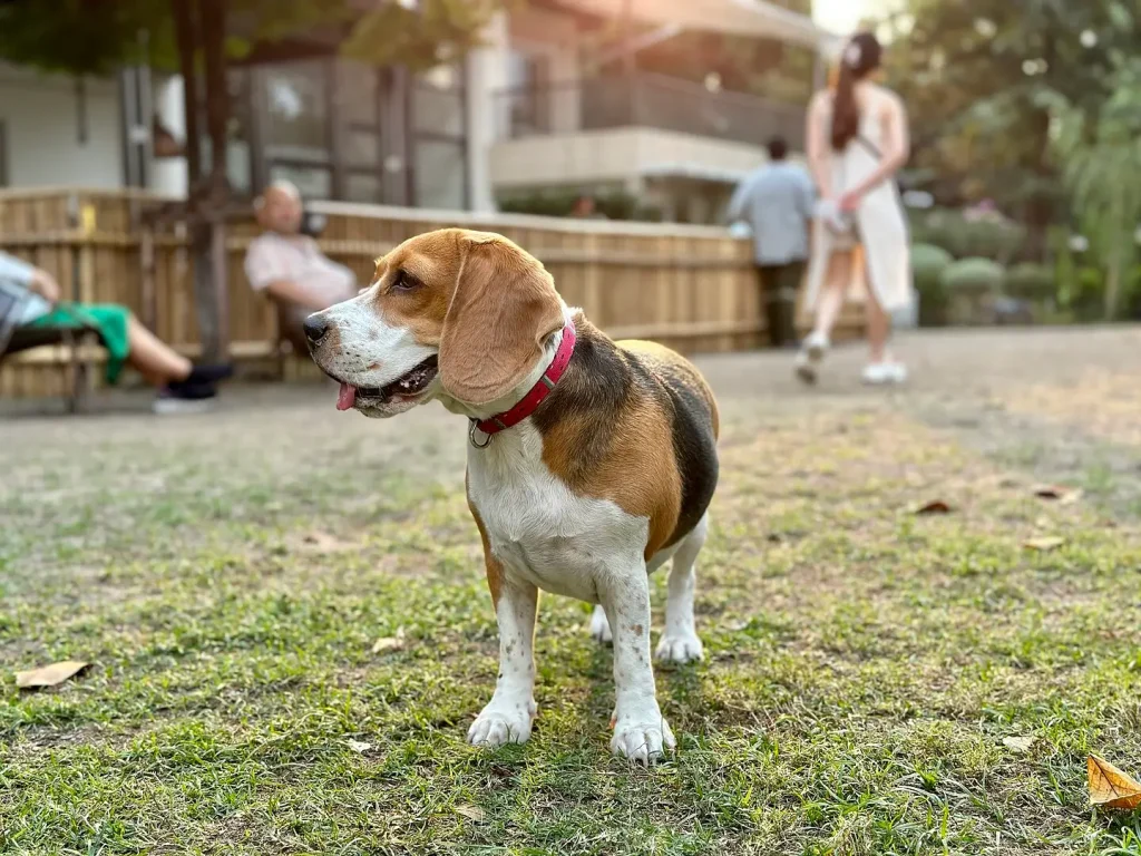 Pes stojící na trávníku