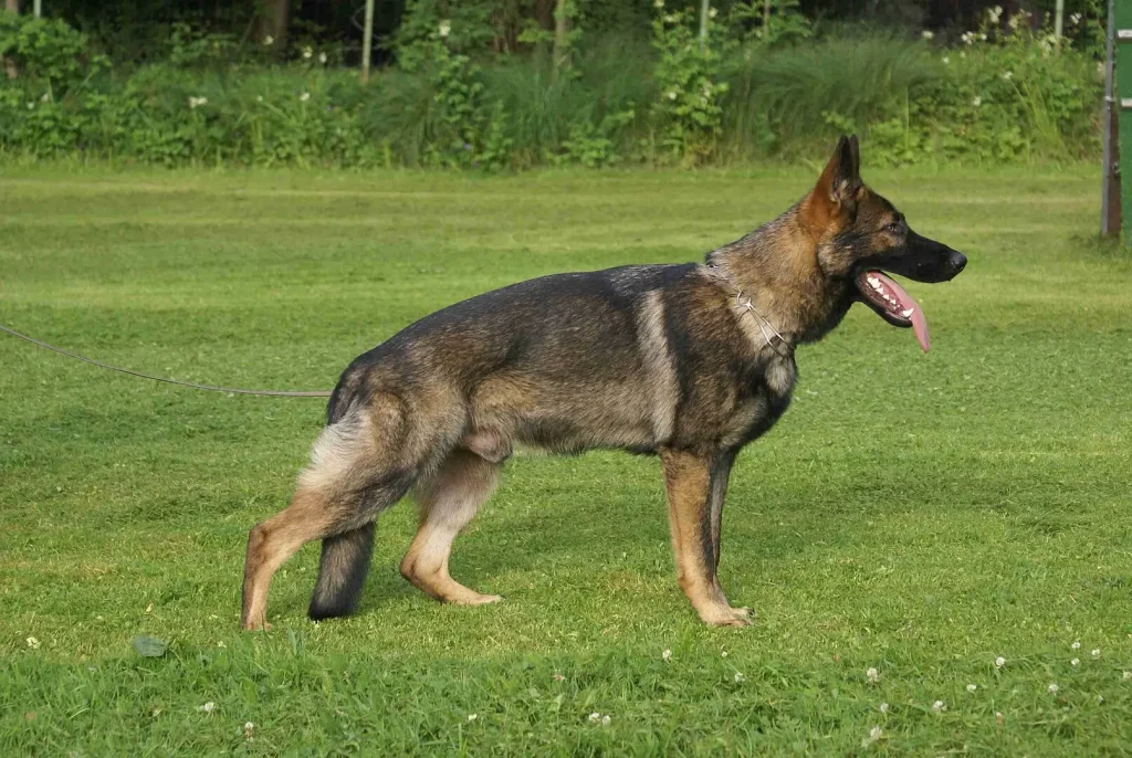 pes stojí na trávě