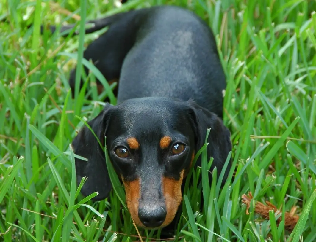 černý pes ležící v trávě