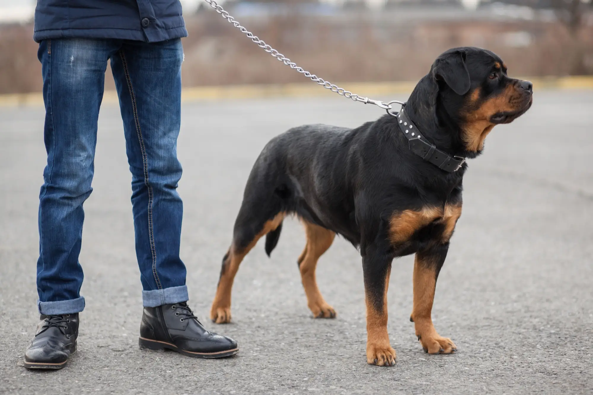 AI novinky z domova rotvajler